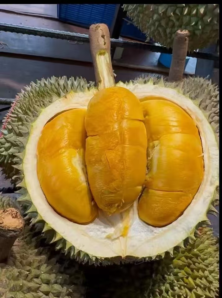 Black Thorn durian
