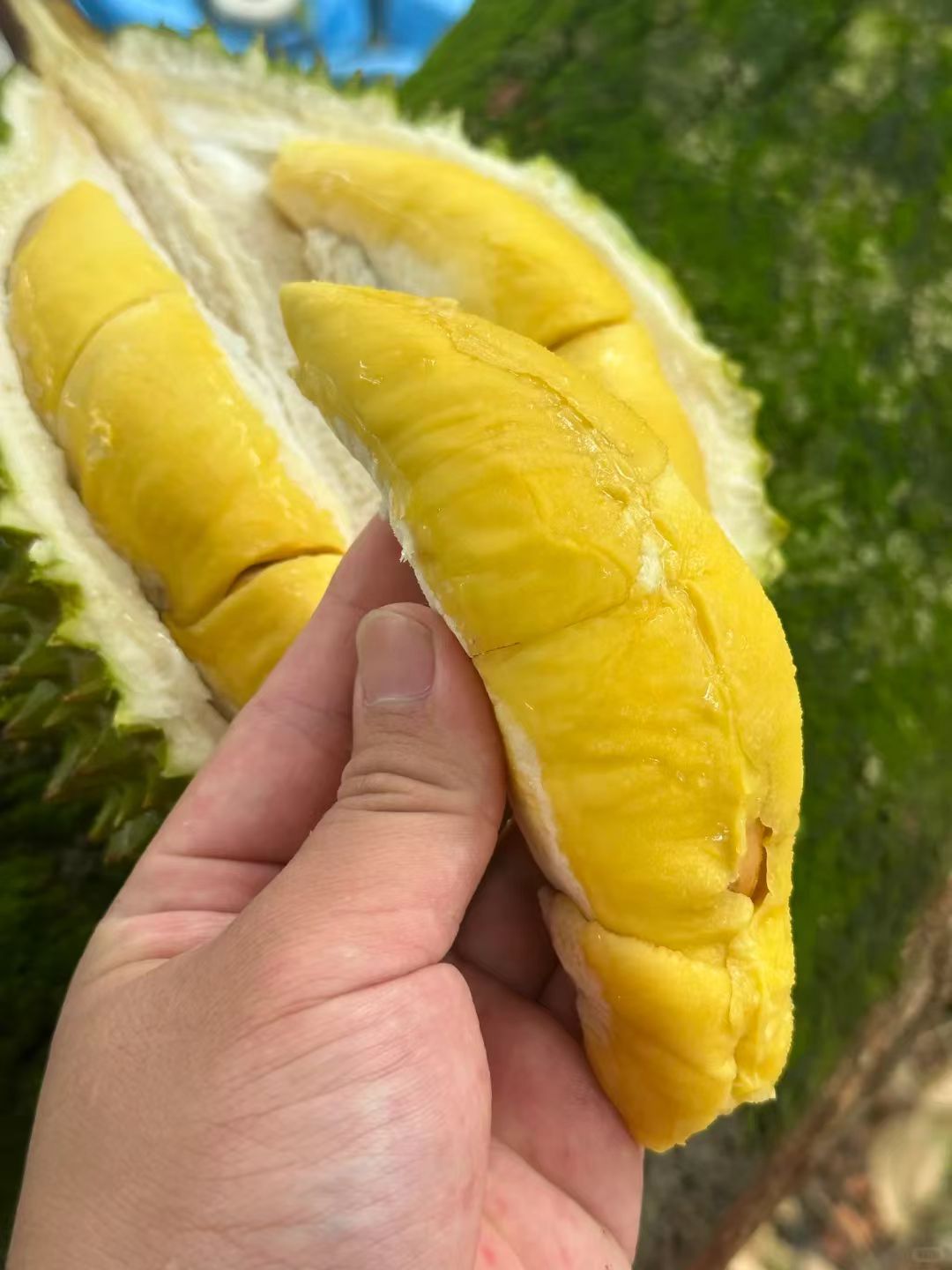 D24 durian